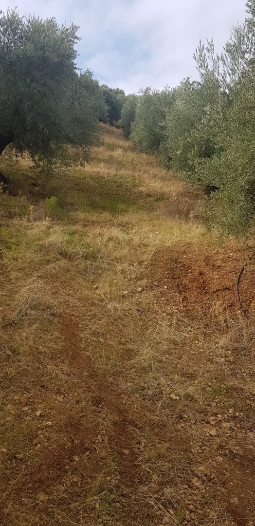 Finca Villacarrillo