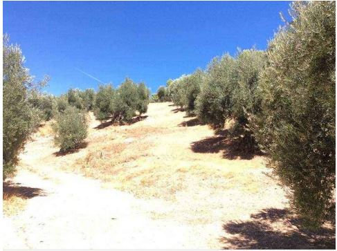 Finca Beas de segura