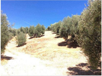 Finca Beas de segura