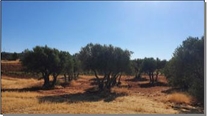 Finca Buenache de Alarcon