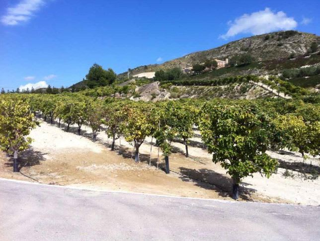 Finca Beniel
