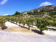 Finca Beniel