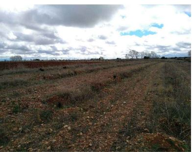 Finca Chozas de abajo