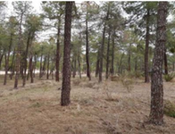 Finca Arevalo