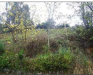 Finca Santullano (pola de Allande)
