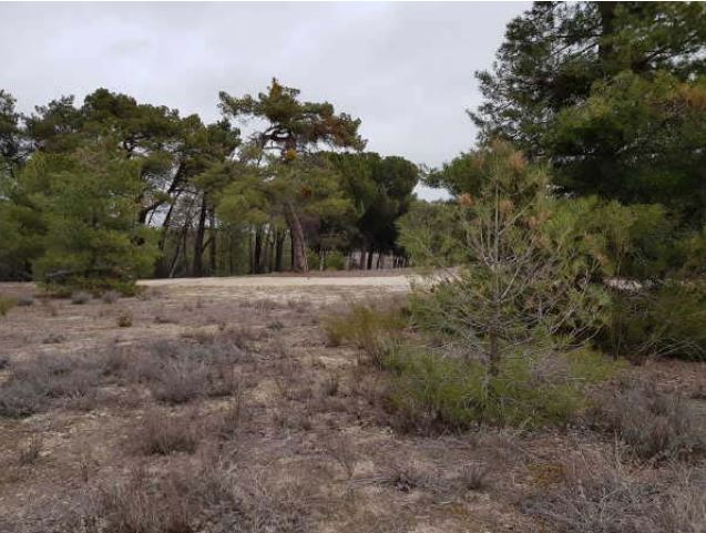 Finca Arevalo