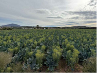 Finca Huercal-Overa
